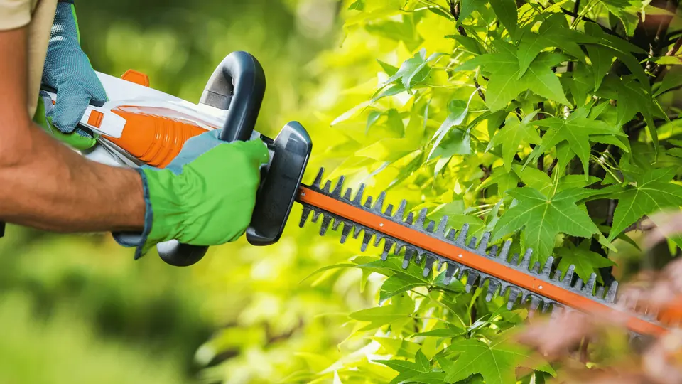 Careful hedge trimming with professional garden equipment