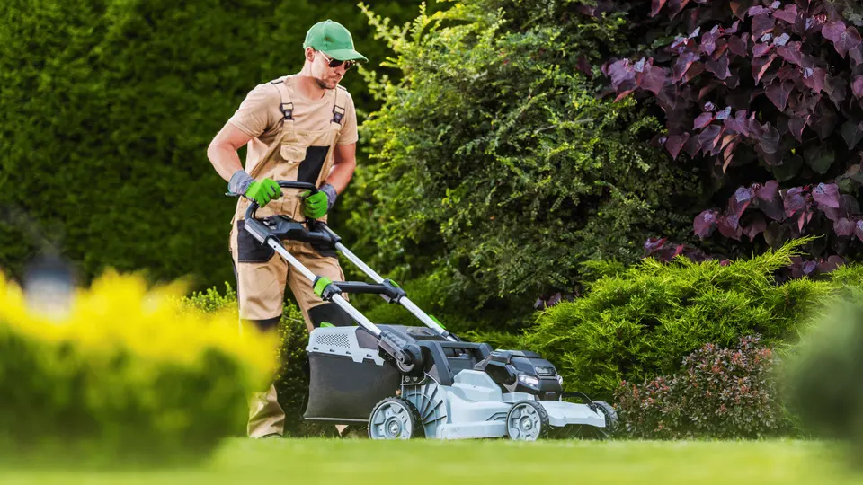 A gardener mowing a lawn surrounded by established hedges and shrubs