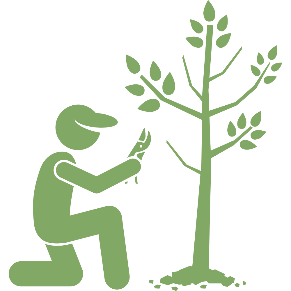 Pruning shrubs and plants